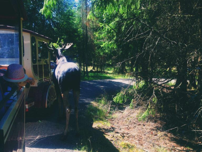 Smålandet Markaryds älgsafari