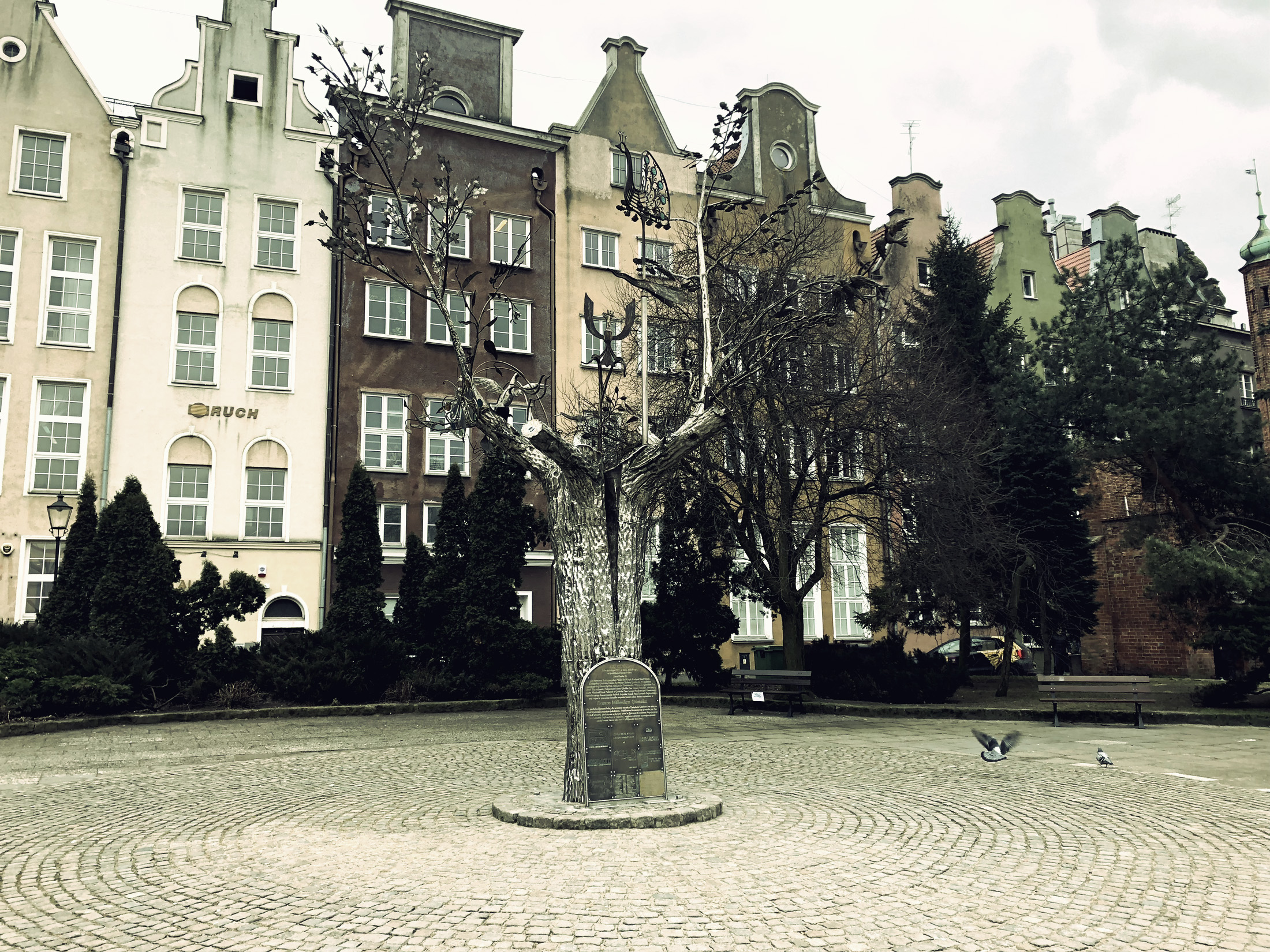 Drzewo Millenium Gdańska