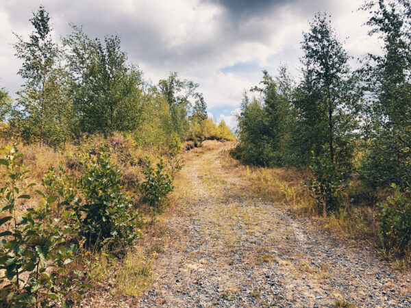 Stenbocks skansar