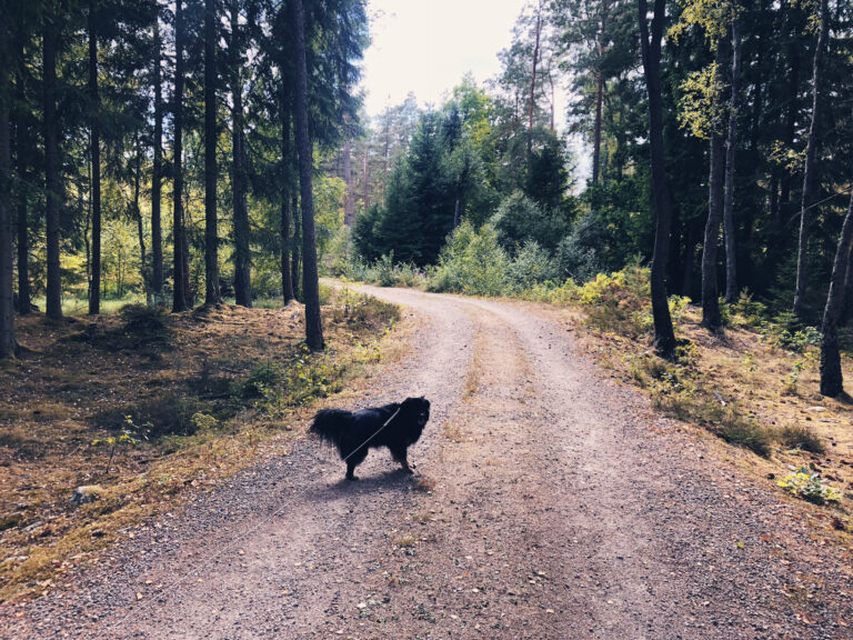 Grytåsa Strövområde