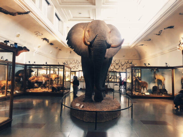 Göteborgs Naturhistoriska museum