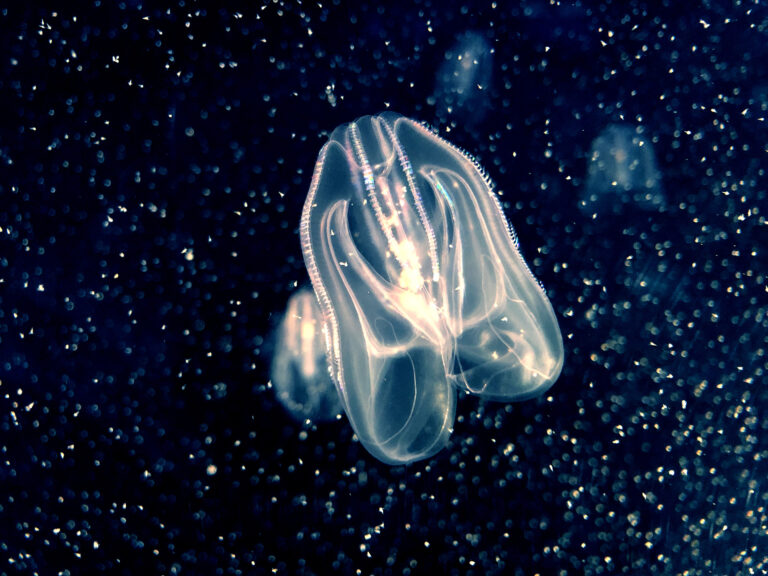 Øresund Aquarium